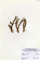 藏品(線葉蔓石松)的圖片